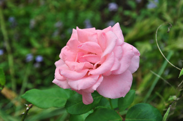 Pink Rose