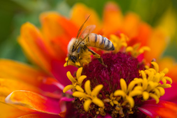 Bee on Zinnia