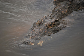 Krokodyl w Kruger National Park © JJ