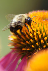 Bee on Coneflower