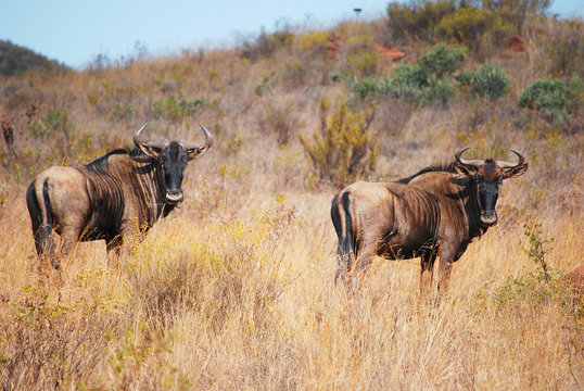 Blue Wildebeest