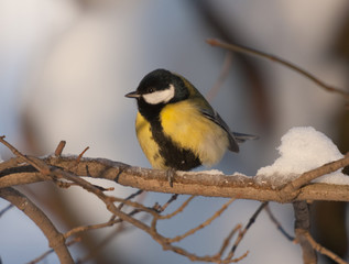 Obraz premium titmouse on a branch