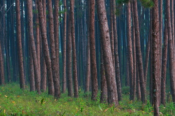 pine tree pattern