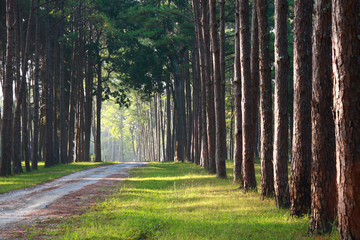 pathway with pine tree on sideway