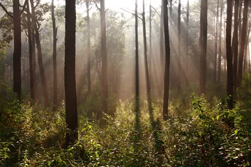 Foto auf Acrylglas sunbeam shinning thought fog in the midst of pines © happystock