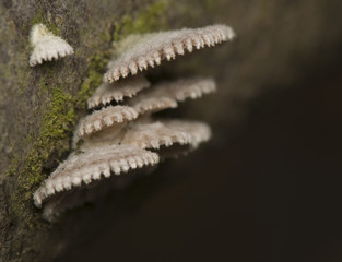 Rozszczepka pospolita Schyzophyllum comune