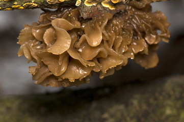 Trzęsak listkowaty Tremella foliacea © Gucio_55