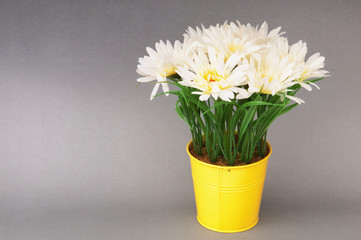 White gerberas in the pot