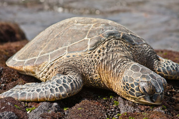 Green Sea Turtle
