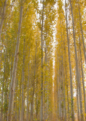 Fototapeta premium 金秋小白杨