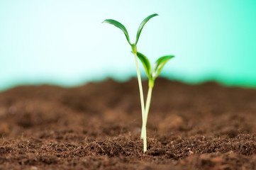 Green seedling illustrating concept of new life