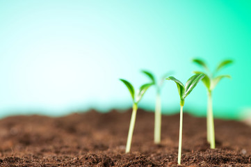 Green seedling illustrating concept of new life