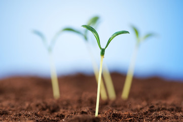 Green seedling illustrating concept of new life