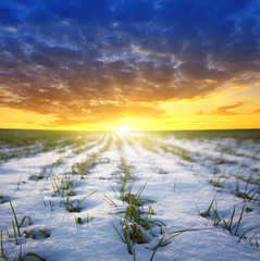 beautiful sunset is the field of green grass in to snow