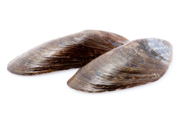 Miesmuschelschalen vor weissem Hintergrund