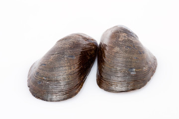 Miesmuschelschalen vor weissem Hintergrund