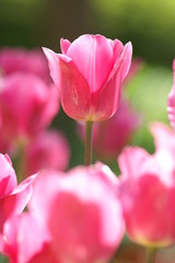 チューリップ　赤い　ピンク　