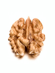 walnut