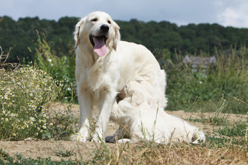 relation maternelle - chien