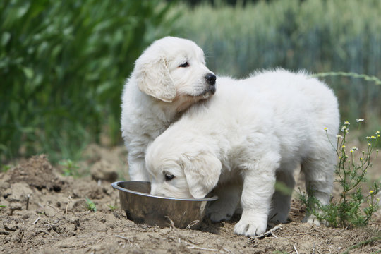 deux chiens partageant la m&ecirc;me gamelle