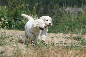 deux frères golden retriever en promenade