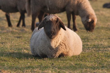 Schwarz-weißes Schaaf liegend auf Wiese