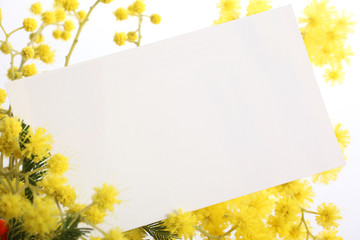 mimosa - biglietto auguri