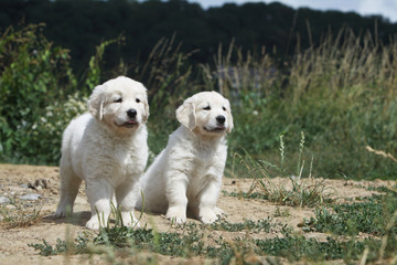 two puppies retrievers are waiting