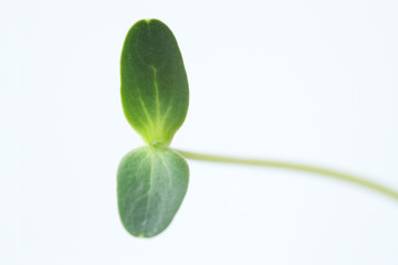 Watermelon Seedling