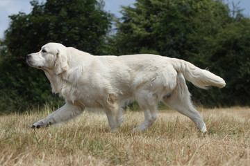 démarche lourde et puissante du golden retriever