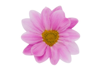 Perfect pink Daisy flower shaped heart