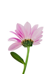 Daisy flower with leaf