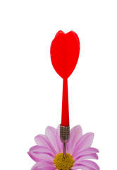 Daisy flower with arrow in it