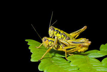Two grasshoppers on leaf 2