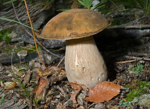 Mushroom (Cape) 9