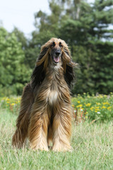 afghan hound stand up