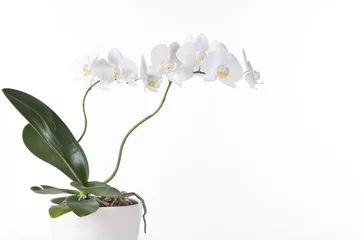 Papier Peint photo Lavable Orchidée Beautiful white orchid
