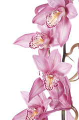 Obraz na płótnie Canvas Beautiful pink orchid