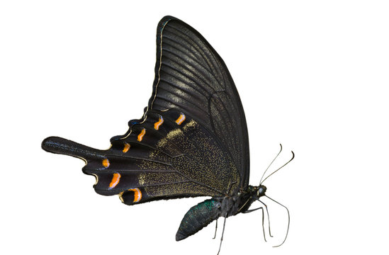 Butterfly (Papilio maackii) 16