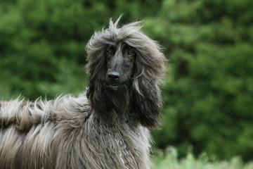 head of a beautiful afghan hound