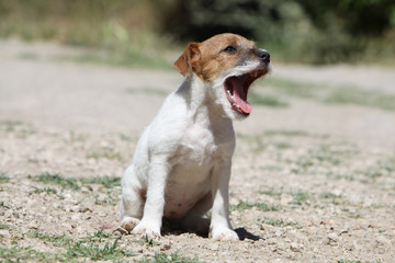 jeune parson russell terrier assis