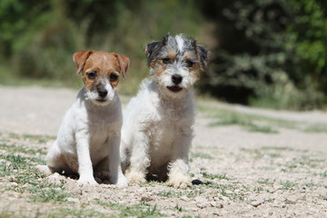 deux jeune parson russell terrier assis ensemble