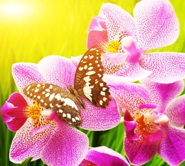 Beautiful butterfly sitting on an orchid flower