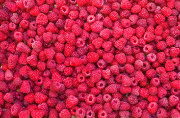 Delicious first class fresh raspberries