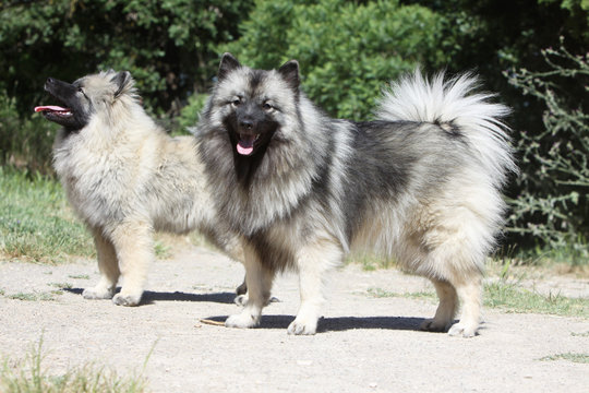 couple de spitz loup