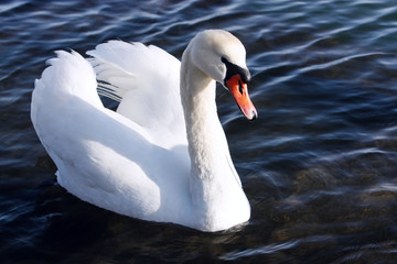 Naklejka premium The white swan swims in water