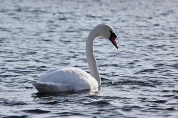Obraz premium The white swan swims in water