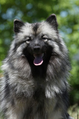 portrait d'un spitz loup