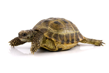 Naklejka premium turtle with reflection over a white background