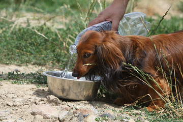 Teckel à poil long buvant l'eau dans la gamelle